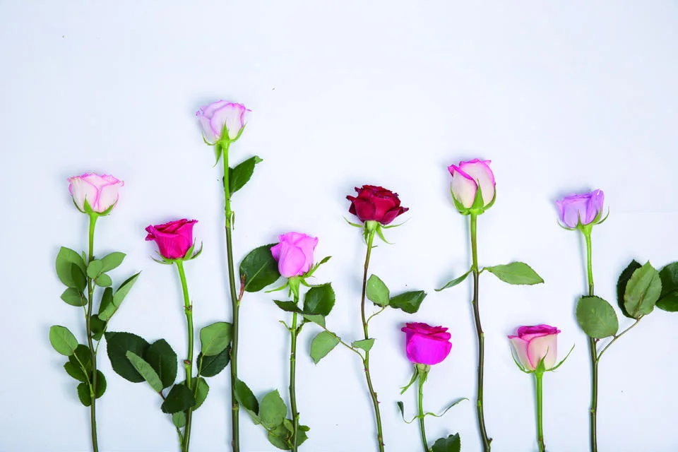 Assorted cut rose colours