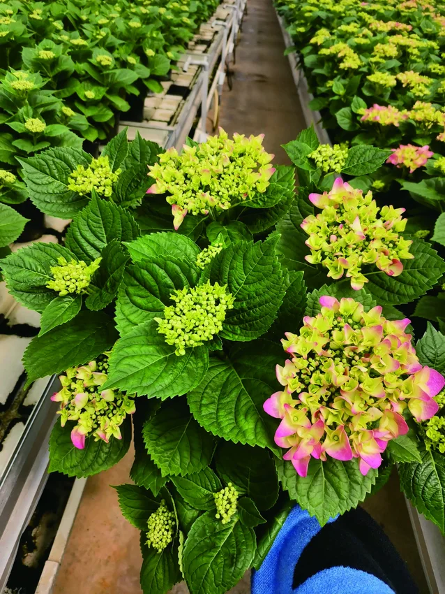 Potted green and pink hydrangeas in the greenhouse