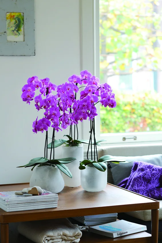 Purple Phalaenopsis orchids by a window