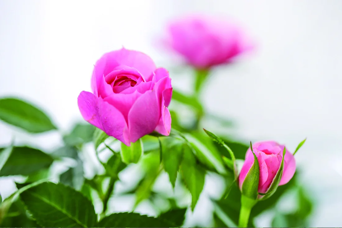 Pink potted rose flowers